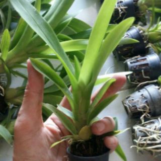 Vũ nữ mật ngọt