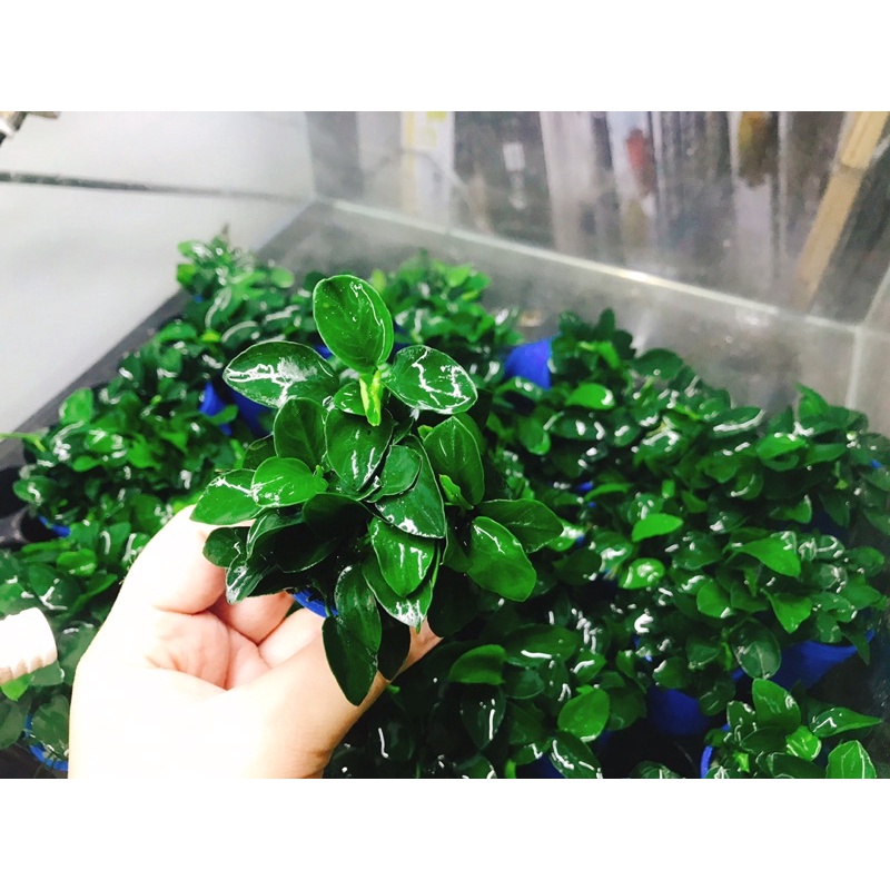 Cây Ráy Thủy Sinh Nana Mini Japan - Anubias Nana Mini Japan