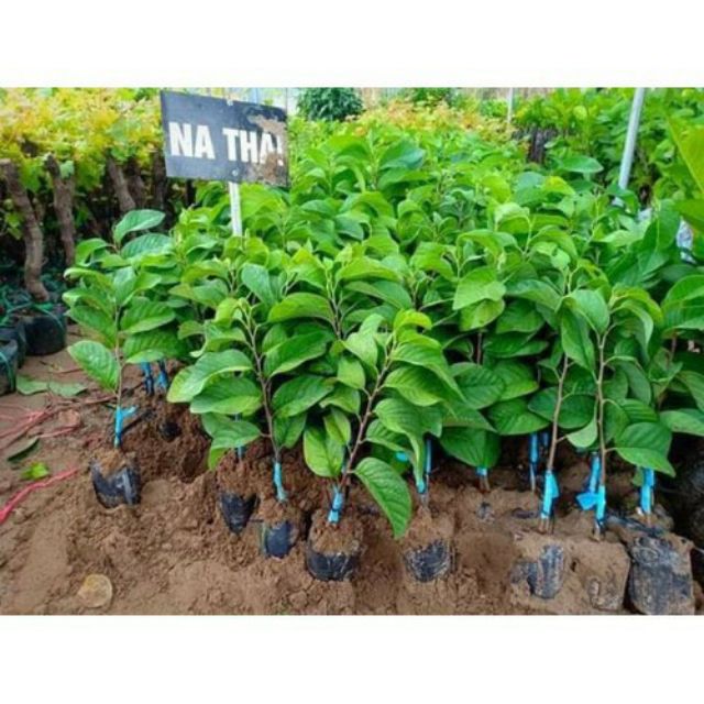 Na Thái... trái rất to