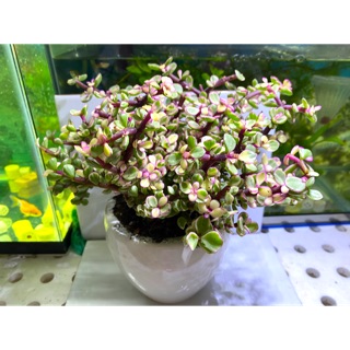 SEN ĐÁ ĐÔ LA HỒNG - TẶNG CHẬU SỨ