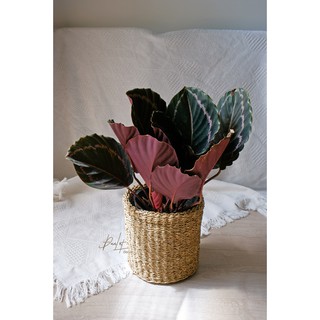Giỏ đựng đồ bằng cói đan trang trí, đựng cây,... - Seagrass basket