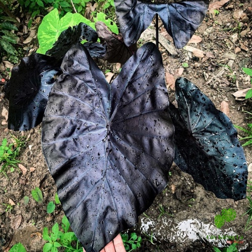 Colocasia Black Coral  lá hình tim lớn,màu đen bóng ánh san hô lắp lánh rất cuốn hút,nổi bậc không gian