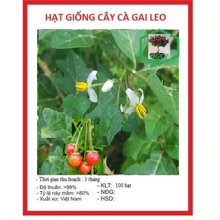 Hạt giống cây cà gai leo - 1 gói 50 hạt- cây thuốc ĐiềuTrị Bệnh Gan, Viêm Gan B, Hạ Men Gan- DC