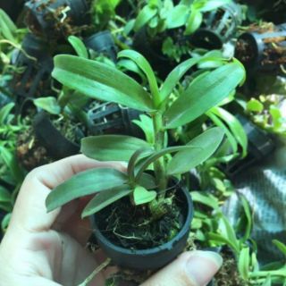 Lan phi điệp 5 cánh trắng