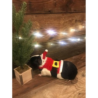 SET LEN NOEL CHO HAMSTER, CHUỘT, BỌ Ú...