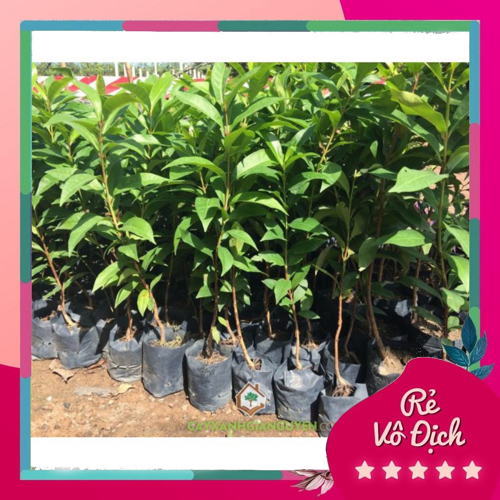 Cây giống lá vối nếp, cây vối giúp thanh lọc cơ thể