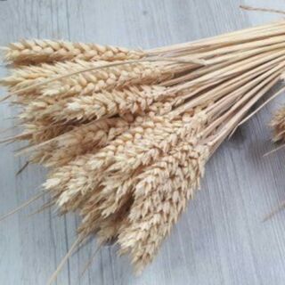 Lúa mạch khô - lúa mì 50g