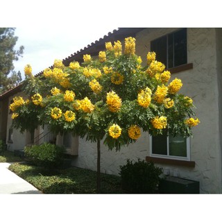 CÂY GIỐNG MUỒNG LÁ LẠC,Muồng Hoa Vàng CÂY SIÊU ĐẸP - CGMLBMHV