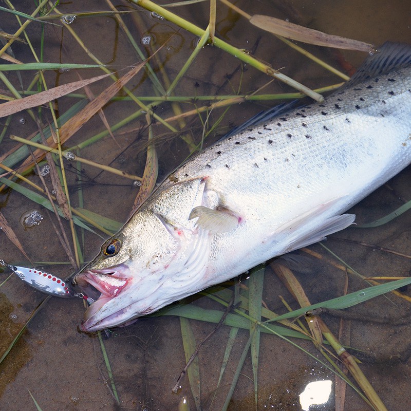 Mồi Câu Lure Thìa Lượn Spoon 15g Đồ Câu Lure chuyên câu cá suối, cá mương, câu lure