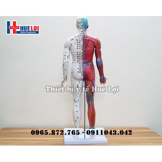 Mô hình huyệt vị và giải phẫu 85cm
