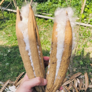 Combo 3kg bông gòn tự nhiên 100% từ trái gòn