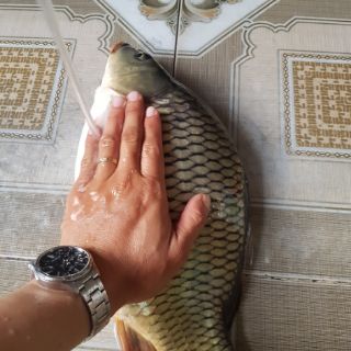 Mồi Câu tổng hợp 82