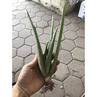 Cây giống nha đam Mỹ