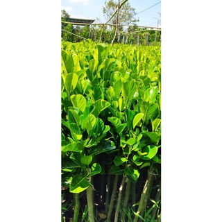 Cây giống mít ruột đỏ sơ đỏ ( GIỐNG GHÉP CHO TRÁI SỚM)
