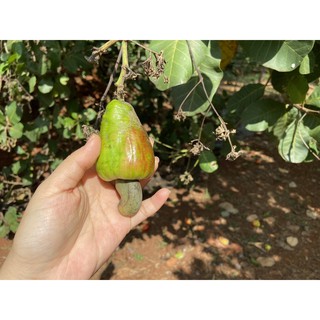 HẠT ĐIỀU RANG MUỐI CÒN VỎ LỤA 500 GR