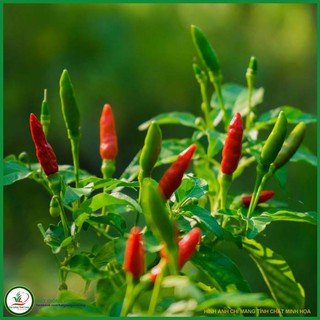 hạt giống cây ớt cay trái dài 6-8cm (0.2gr)~ 20 hạt