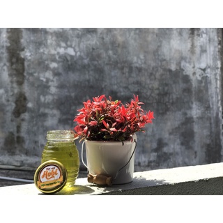 Mật ong Hoa Bạc Hà Hobi 100ml [tự nhiên]