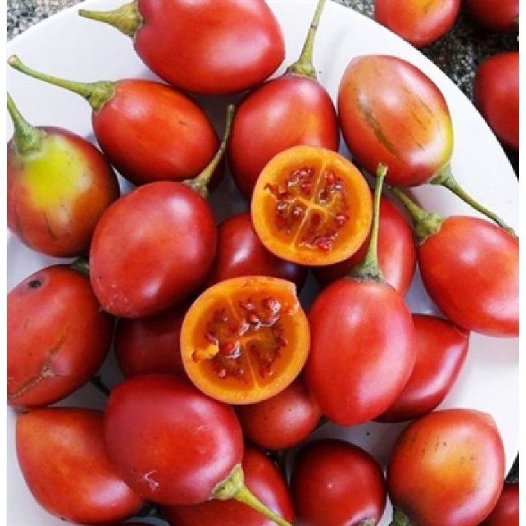 Hạt giống cà chua thân gỗ Tamarillo - 1 gói 10 hạt/kemf3 viên nén xơ dừa ươm hạt