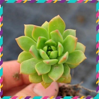 Sen đá mặt trời siêu xinh 🧶 size mini 🥬 |đã thuần| 👹 lỗi 1 đổi 1