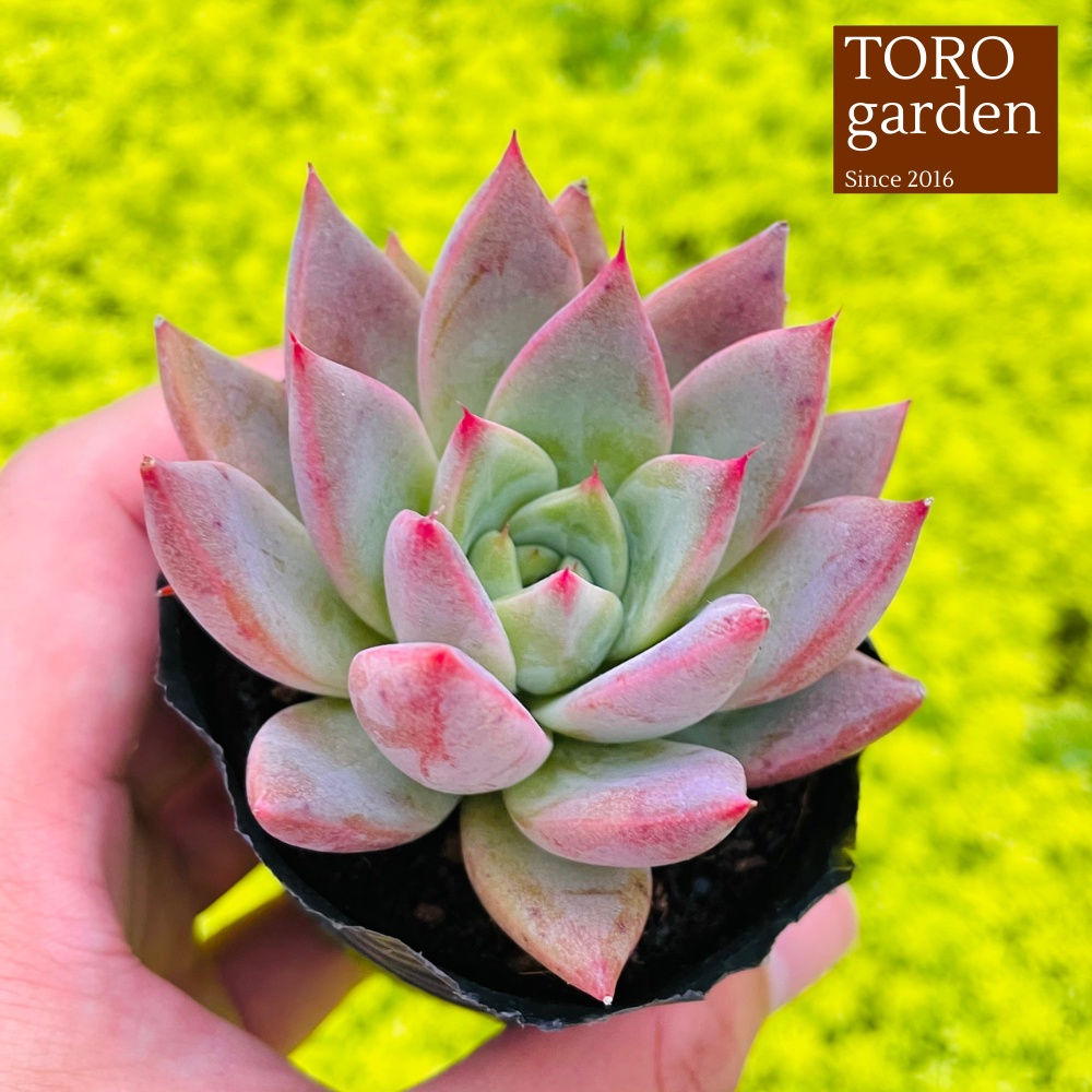 Sen đá mận tím Đà Lạt size bé cây cảnh trang trí nhà cửa Toro garden