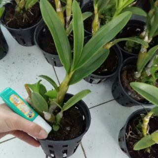 Hoa lan denro nắng Pensoda thơm