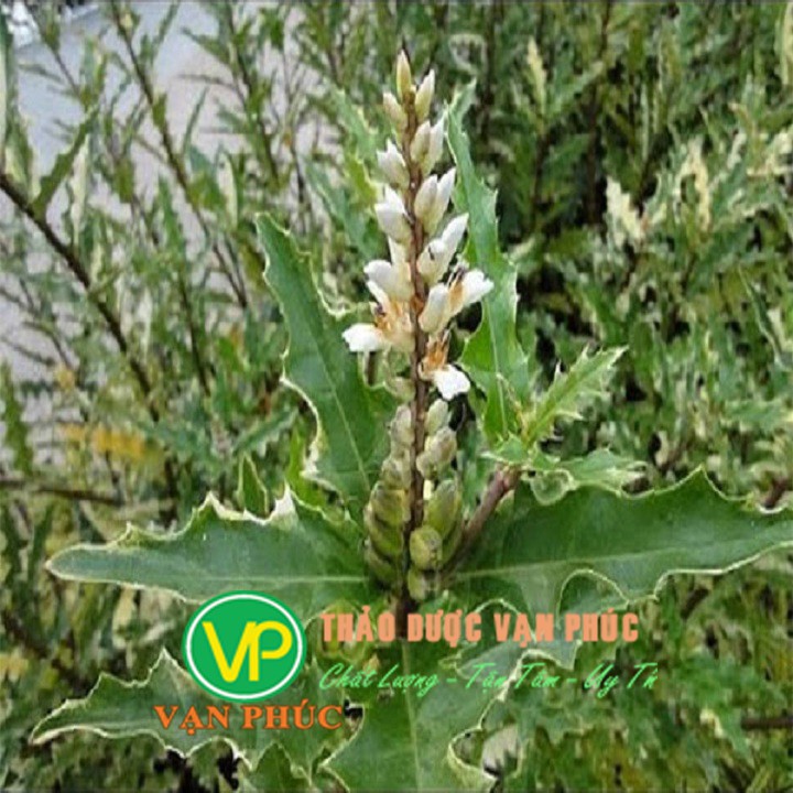 01KG Cây Ô Rô Khô Sạch Loại 01 366