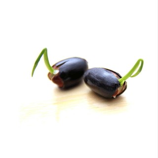 SEN MINI NHẬT BẢN 08 HẠT