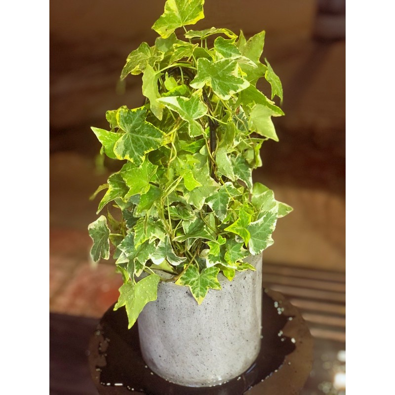 Chậu trụ xi măng sơn size để bàn