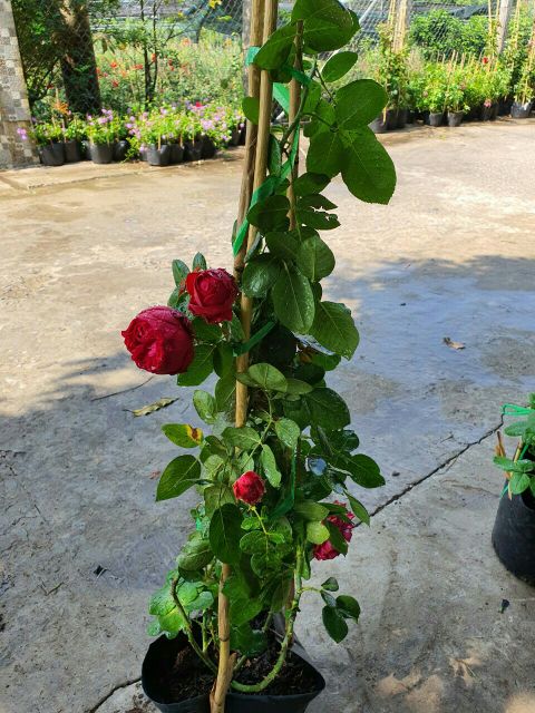 Hoa Hồng leo ngoại Red Eden