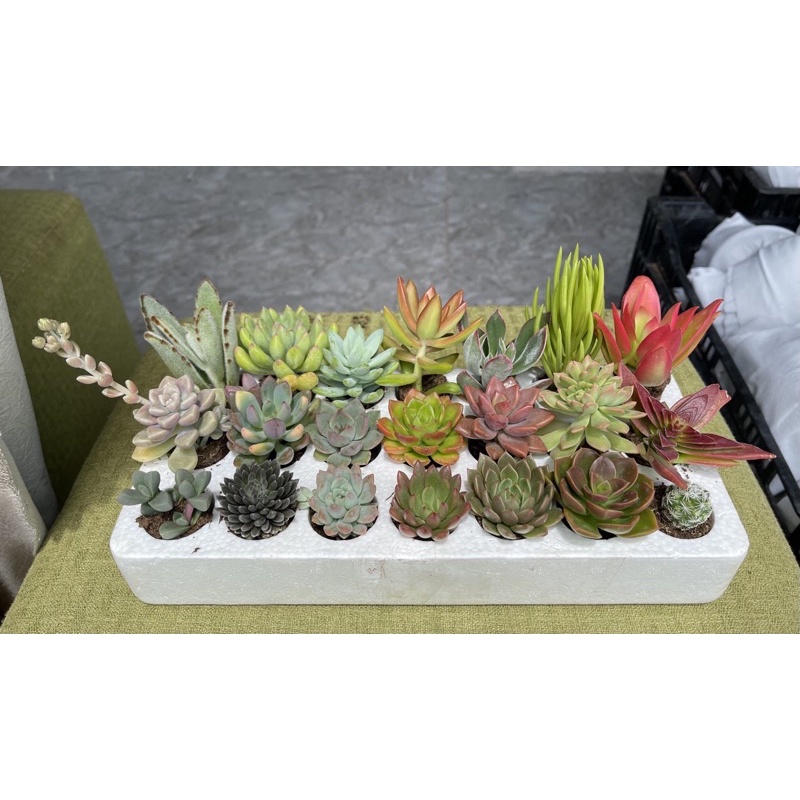 Combo 20 cây sen đá đảm bảo y hình.