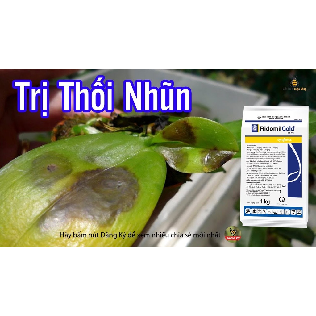 Thuốc trị nhũn thối TOTT'S FERTILIZER  RIDOMIL GOLD 68WP trị nấm cho cây ăn quả và hoa cảnh