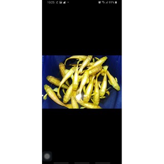 FOOD FULL GOLD FULL GIÁP- FOOD GUPPY GOLD