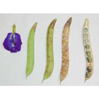 Hạt giống hoa đậu biếc (gói 20 hạt)