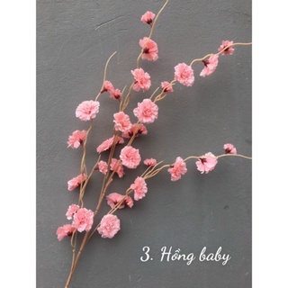 hoa giả - hoa đào râu