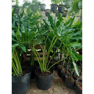 trầu bà thanh xuân size đại