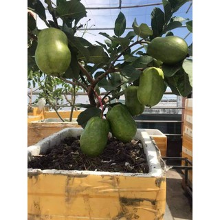 cây giống ổi lê đài Loan hàng chiết