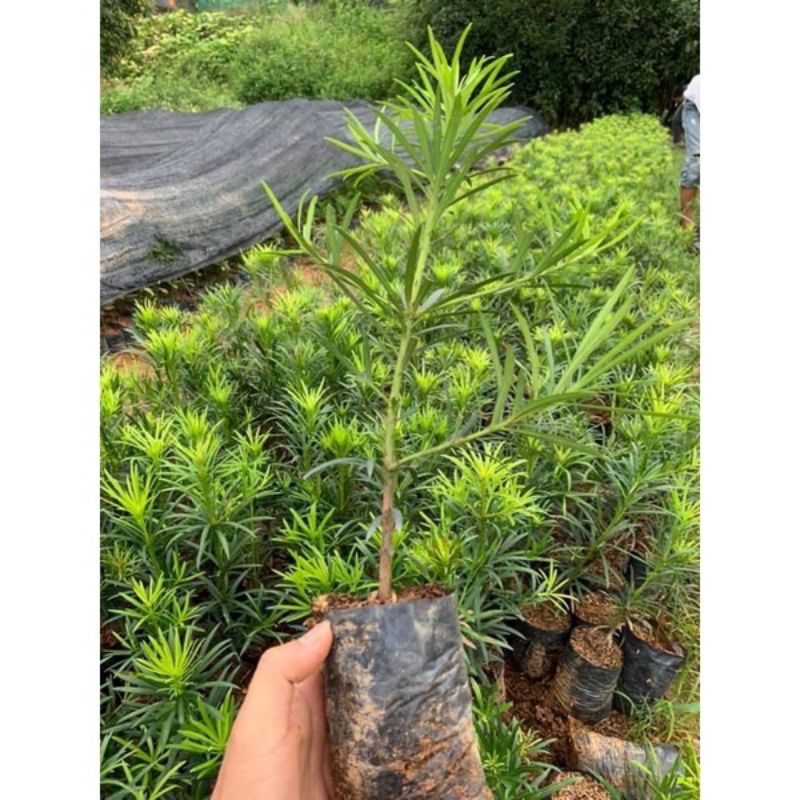 Cây giống tùng La Hán thích hợp uốn bonsai hoặc trồng to đều rất hợp phong thủy