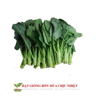 Hạt giống cải rổ(cải làn)