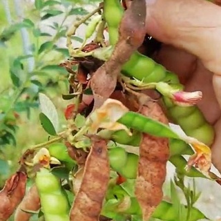 Hạt giống đậu săng (đậu chiều) -gói 20gram ( CHHG )