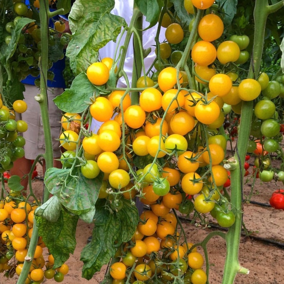 Hạt Giống Cà Chua Cherry Vàng F1 Sai Trái 0.1gr