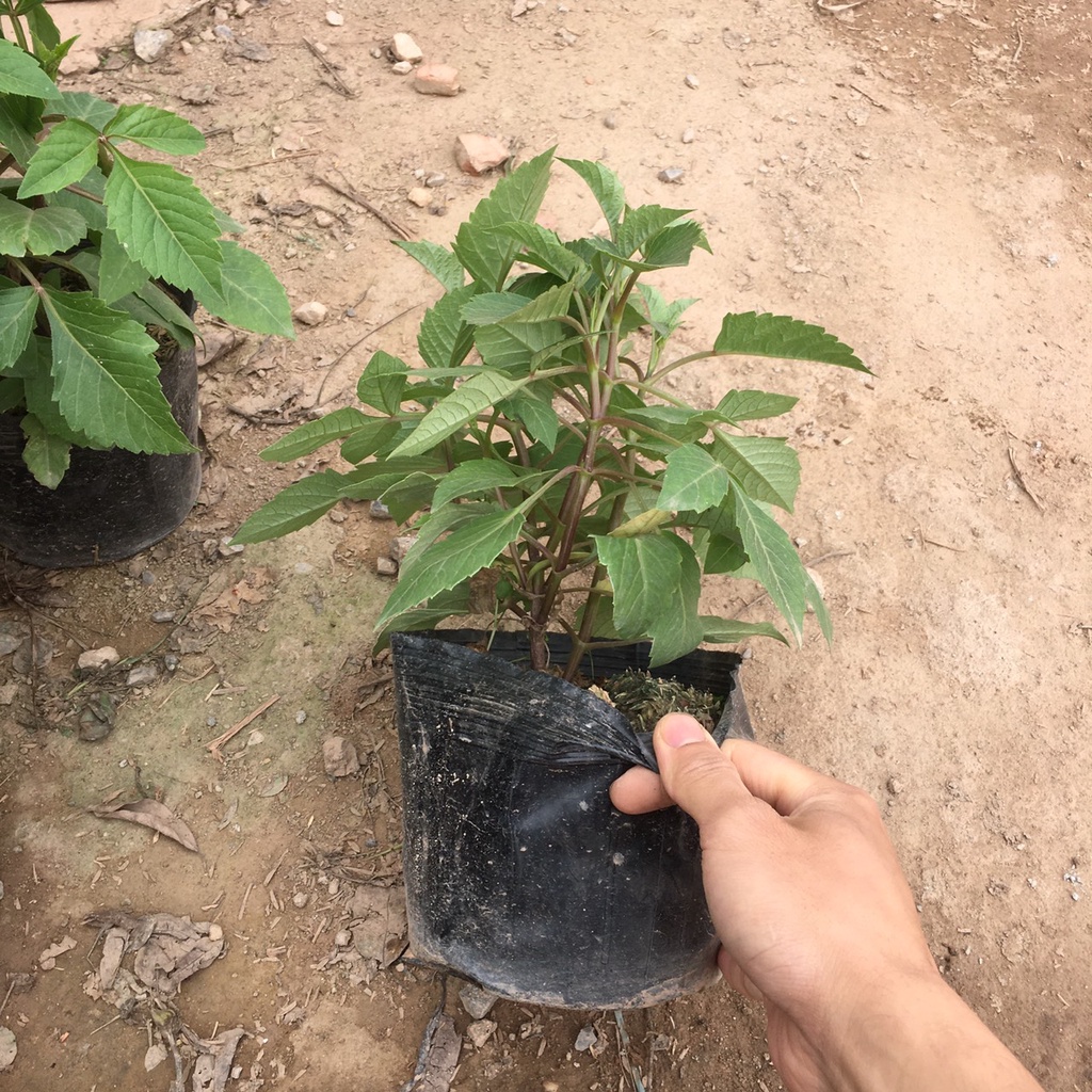 Cây Hoa Thược Dược Nhiều Màu Đã Có Thể Ra Hoa