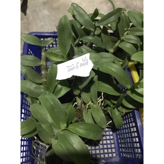 Phi điệp trầm 6 mắt gieo hạt