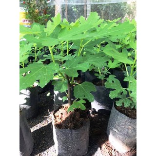 Cây sung mỹ Brunswick giống trồng trong bầu ổn định - trái màu vàng hơi đỏ (shop đang ở chỗ cách ly nên các bạn đừng đặt