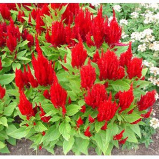 Đặc biệt Hạt giống hoa Màu gà lửa (100 hạt) chất lượng