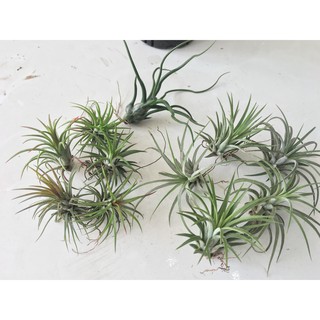 Cây không khí Thạch Thảo