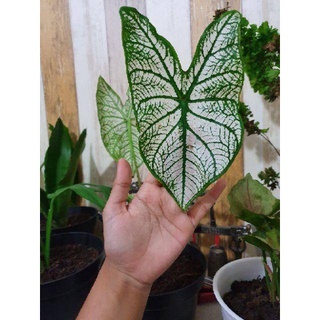 Cây Caladium White Christmas