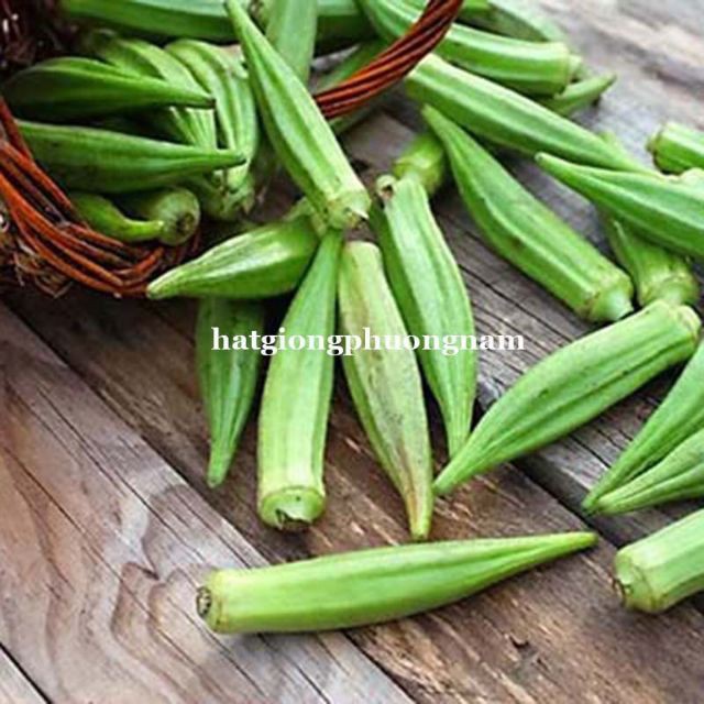 Hạt Giống Đậu Bắp Xanh 10 hạt luckyseed hạt siêu rẻ