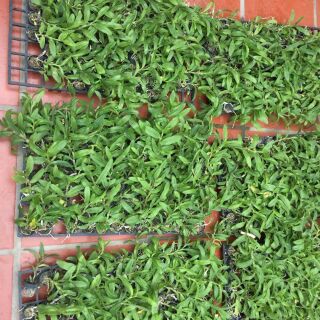 Phi điệp trắng Cây giống