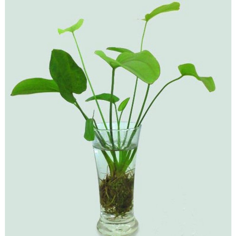 Cây Lan Nước  - Cây Thủy Sinh Dễ Trồng, Dễ Sống