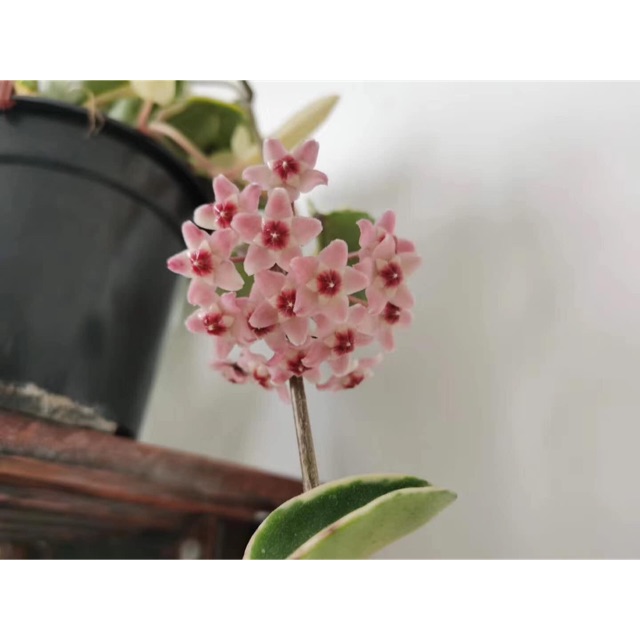 Lan Cẩm cù lá biên, đột biến
